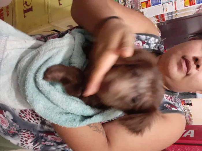 Cachorro raça Srd idade Abaixo de 2 meses nome URSINHA 