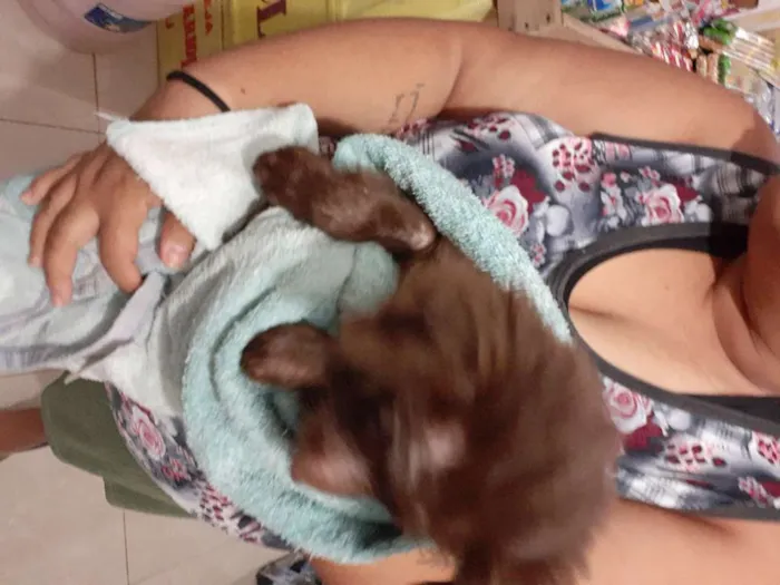 Cachorro raça Srd idade Abaixo de 2 meses nome URSINHA 