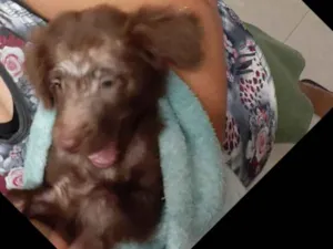 Cachorro raça Srd idade Abaixo de 2 meses nome URSINHA 