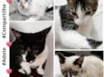 Gatinhos Lindos