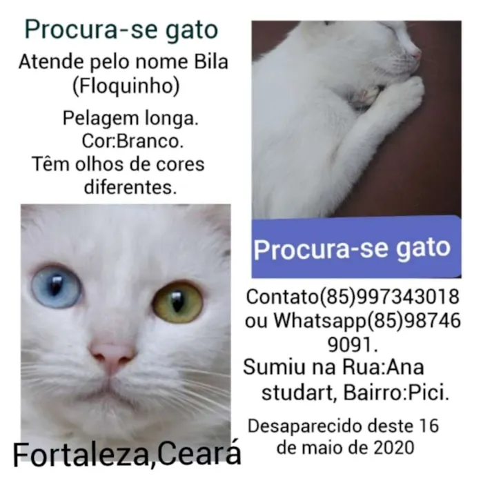 Gato ra a  idade 1 ano nome Bila ou floquinho