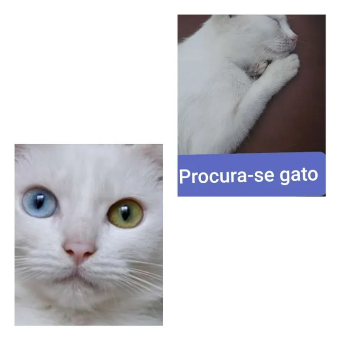 Gato ra a  idade 1 ano nome Bila ou floquinho