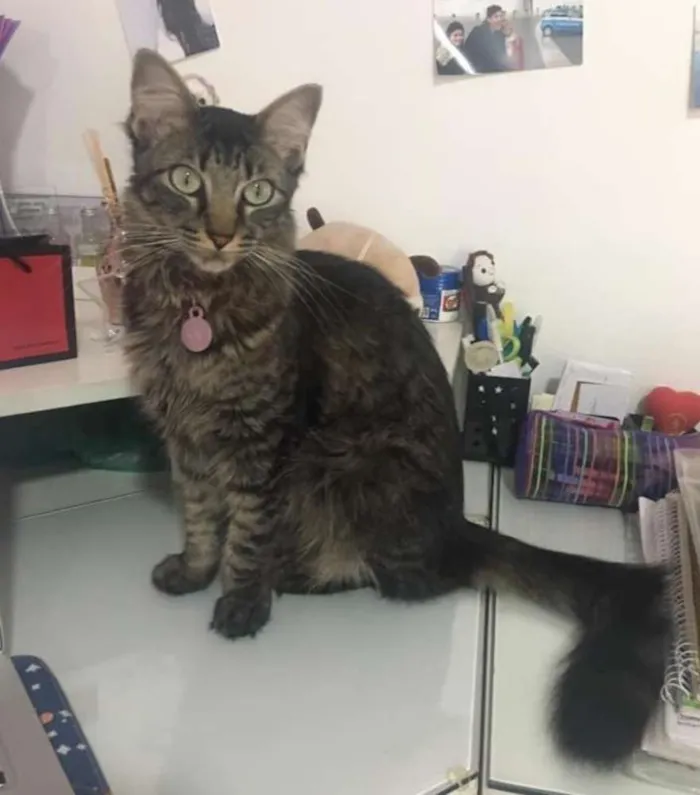 Gato ra a Sem Raça Definida idade 1 ano nome Luna