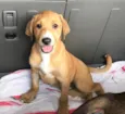 Brutus