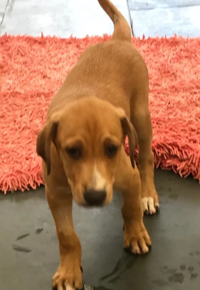Cachorro ra a SRD idade 2 a 6 meses nome Brutus