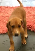 Brutus