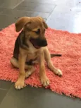 Bart