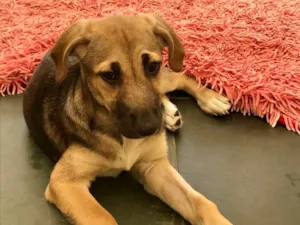 Cachorro raça SRD idade 2 a 6 meses nome Bart