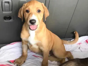 Cachorro raça SRD idade 2 a 6 meses nome Brutus