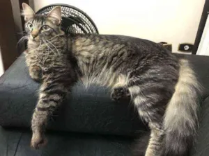 Gato raça Sem Raça Definida idade 1 ano nome Luna