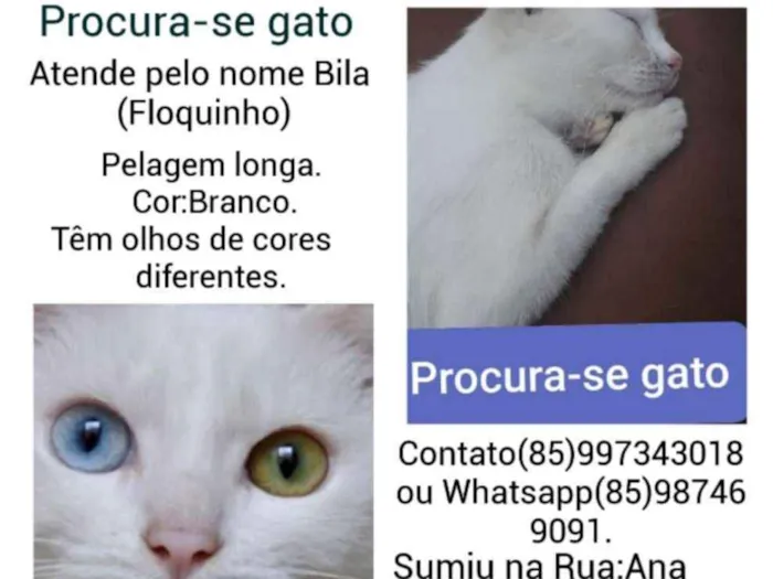 Gato ra a  idade 1 ano nome Bila ou floquinho