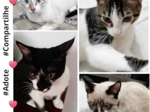 Gato raça  idade 7 a 11 meses nome Gatinhos Lindos