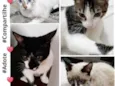 Gatinhos Lindos