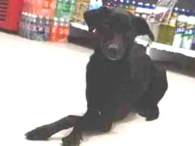 Cachorro raça Srd idade 1 ano nome Jojô CASTRADA