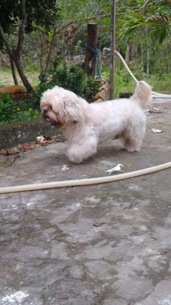 Cachorro ra a Shitzu idade 3 anos nome Sansão