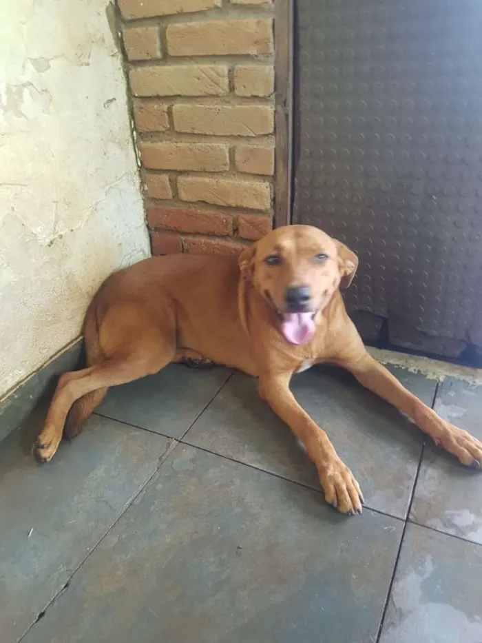 Cachorro ra a Sem raça definida idade 5 anos nome Vivi