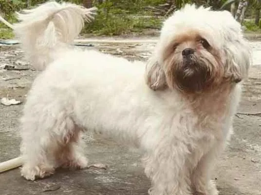 Cachorro ra a Shitzu idade 3 anos nome Sansão