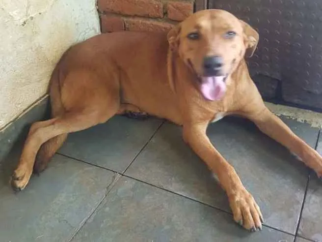 Cachorro ra a Sem raça definida idade 5 anos nome Vivi