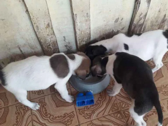 Cachorro ra a srd idade Abaixo de 2 meses nome nao tem