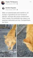 Gatinho Perdido