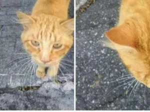 Gato raça  idade  nome Gatinho Perdido