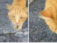 Gatinho Perdido