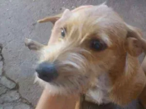 Cachorro raça Vira - lata idade 7 a 11 meses nome Mushu