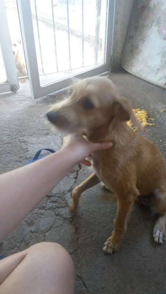 Cachorro ra a Vira - lata idade 7 a 11 meses nome Mushu