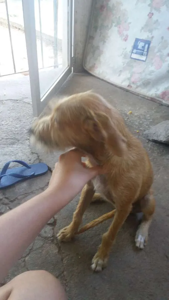 Cachorro ra a Vira - lata idade 7 a 11 meses nome Mushu