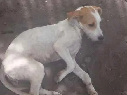 Cachorro ra a Vira - lata idade 7 a 11 meses nome Estela