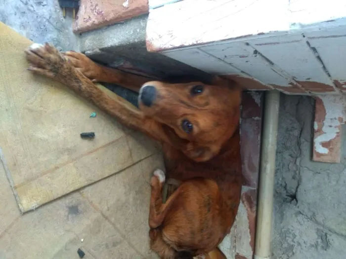 Cachorro ra a Vira lata idade 7 a 11 meses nome Luna