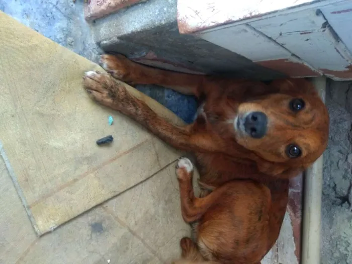 Cachorro ra a Vira lata idade 7 a 11 meses nome Luna