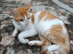 Gato raça SRD idade 1 ano nome Spike 