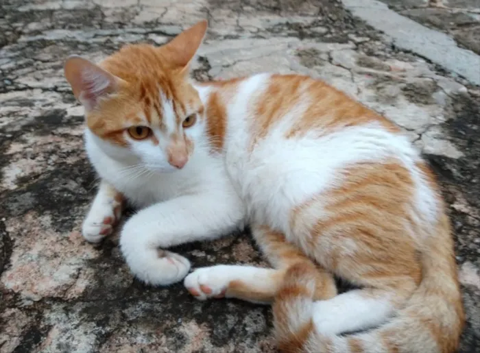Gato ra a SRD idade 1 ano nome Spike 