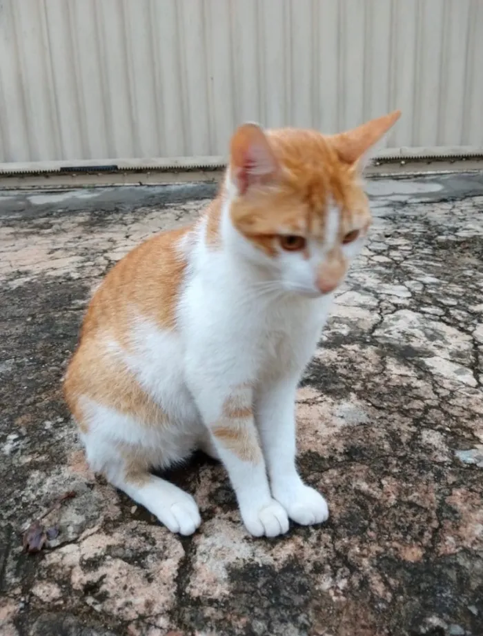 Gato ra a SRD idade 1 ano nome Spike 