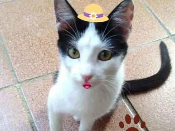 Gato ra a SRD branca e preta idade 2 a 6 meses nome White