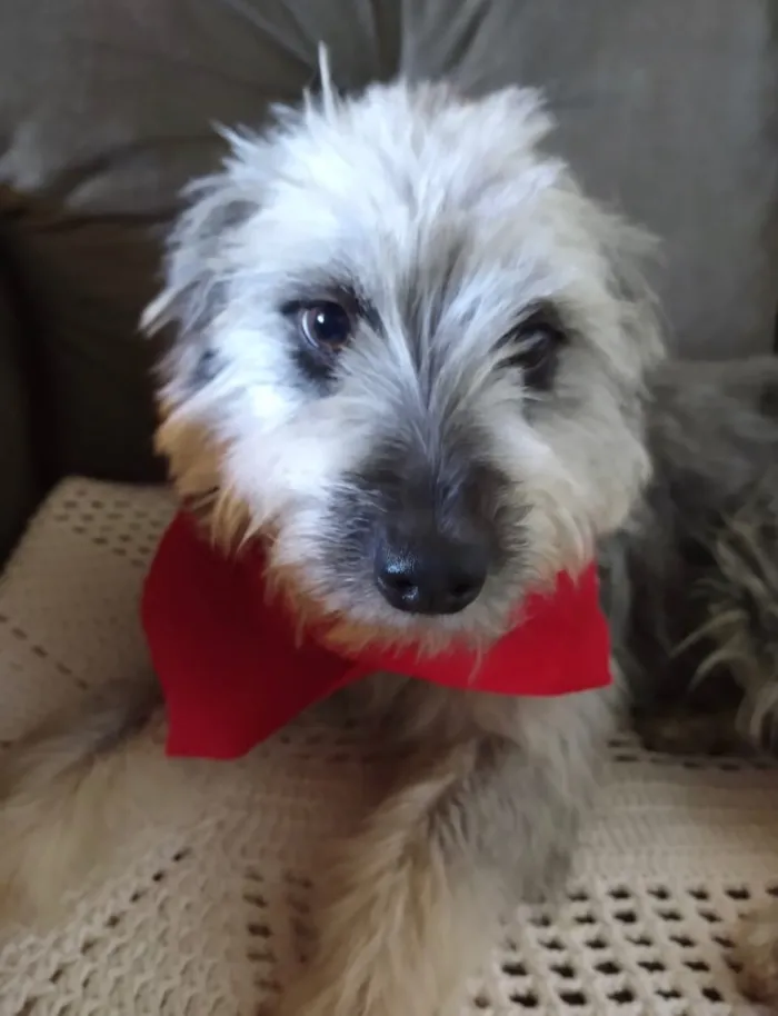 Cachorro ra a Mestiça  idade 7 a 11 meses nome Sofia 