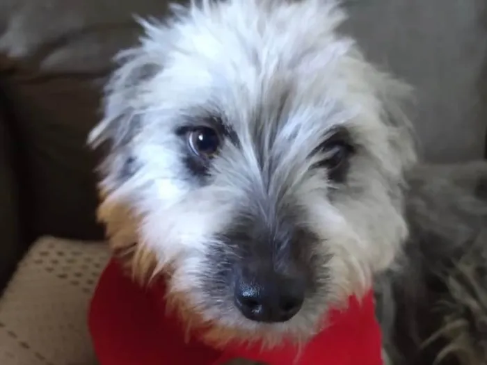 Cachorro ra a Mestiça  idade 7 a 11 meses nome Sofia 