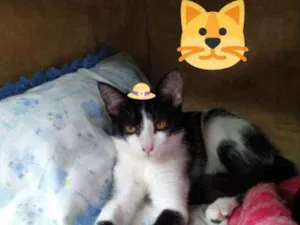 Gato raça SRD preto e branco  idade 2 a 6 meses nome Blach