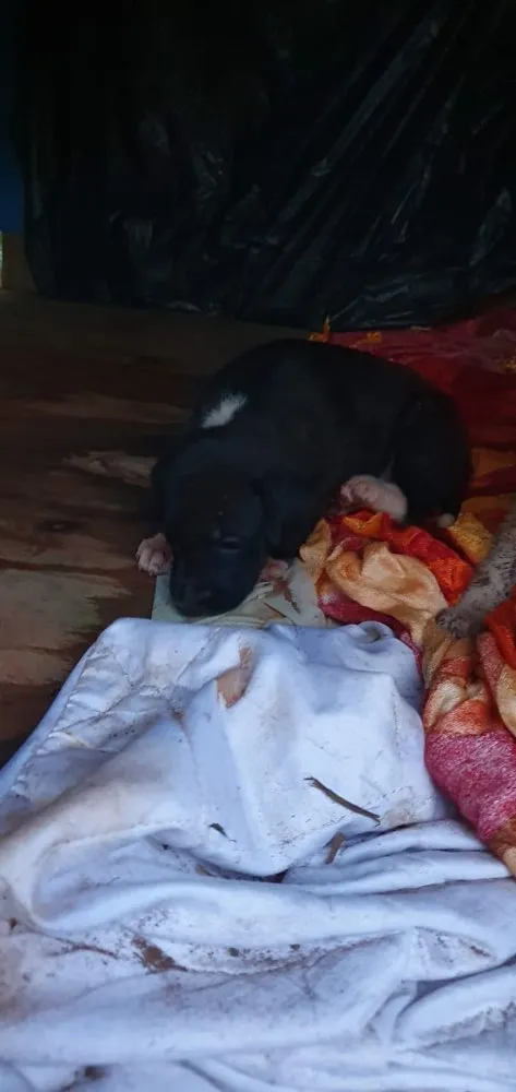 Cachorro ra a Sem Raça Definida idade 2 a 6 meses nome Amora