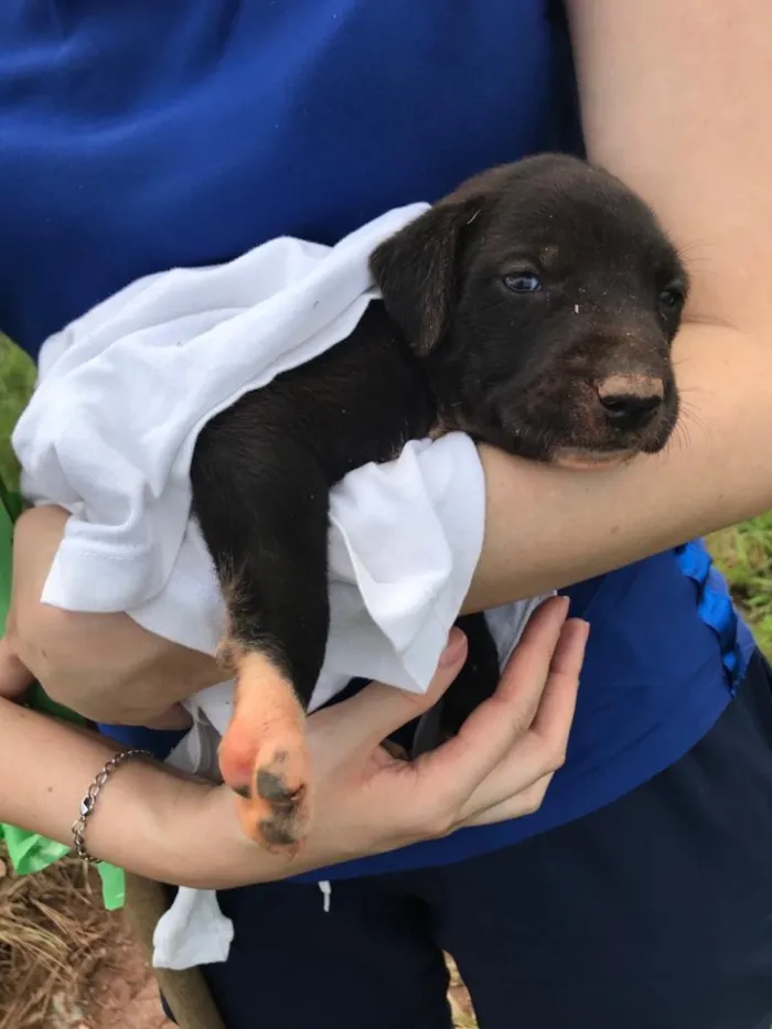 Cachorro ra a Sem Raça Definida idade 2 a 6 meses nome Amora