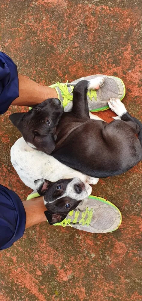 Cachorro ra a Sem Raça Definida idade 2 a 6 meses nome Amora