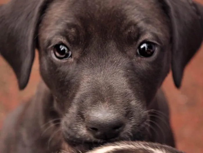 Cachorro ra a Sem Raça Definida idade 2 a 6 meses nome Amora