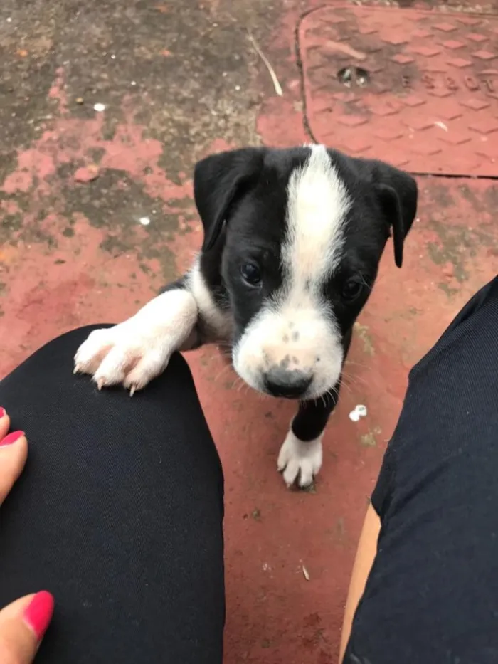 Cachorro ra a Sem Raça Definida  idade 2 a 6 meses nome Babalu