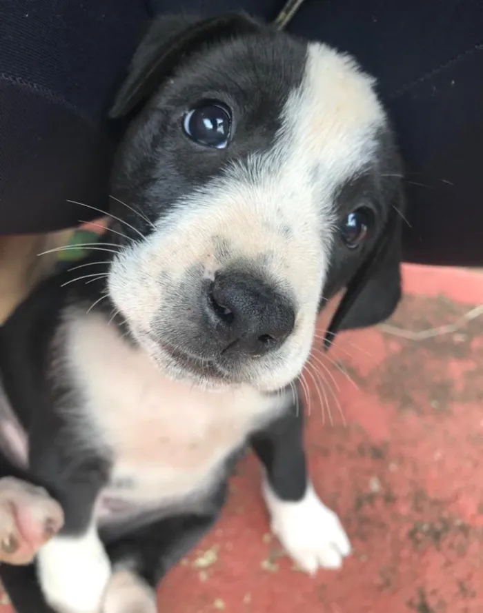 Cachorro ra a Sem Raça Definida  idade 2 a 6 meses nome Babalu