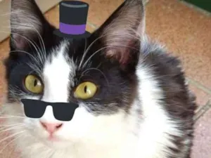 Gato raça SRD preto e branco  idade 2 a 6 meses nome Bito Bito