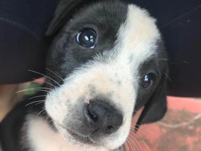 Cachorro ra a Sem Raça Definida  idade 2 a 6 meses nome Babalu