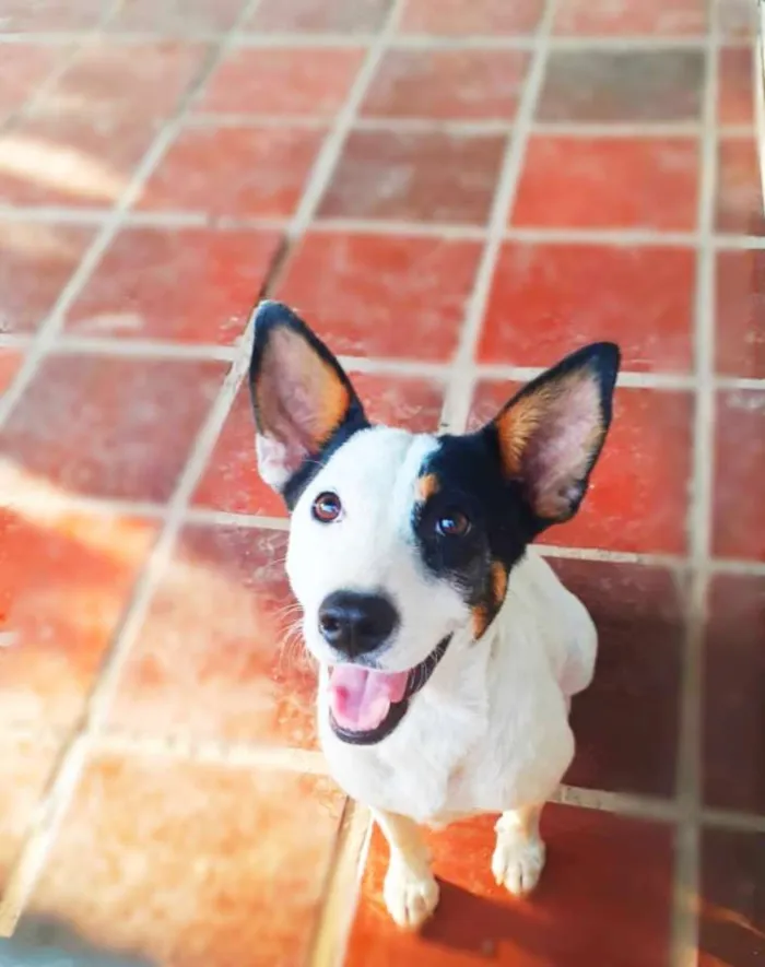 Cachorro ra a Srd idade 1 ano nome Maya
