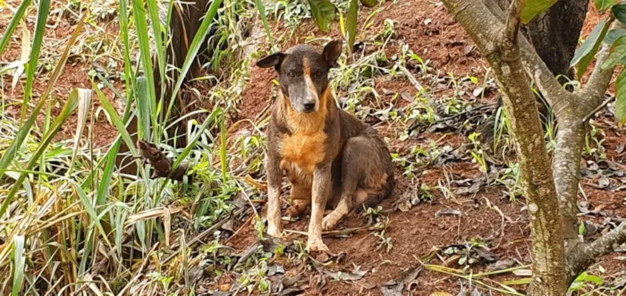 Cachorro ra a Sem Raça Definida idade 6 ou mais anos nome Matusa