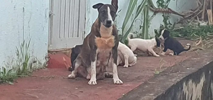 Cachorro ra a Sem Raça Definida idade 6 ou mais anos nome Matusa